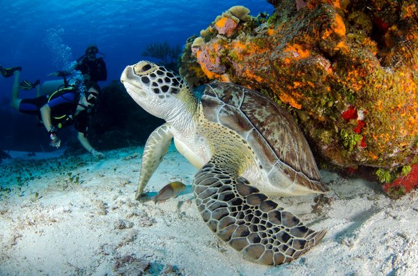 Où trouver les meilleurs spots pour la plongée avec les tortues marines aux Seychelles : périodes et conseils ?